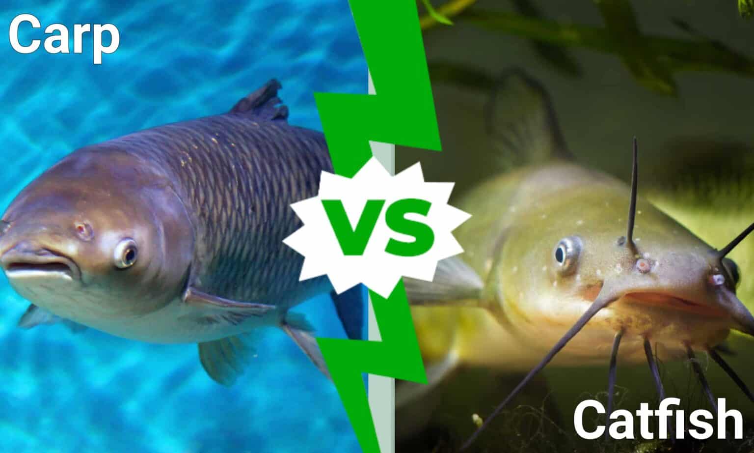 Carp vs Catfish AZ Animals