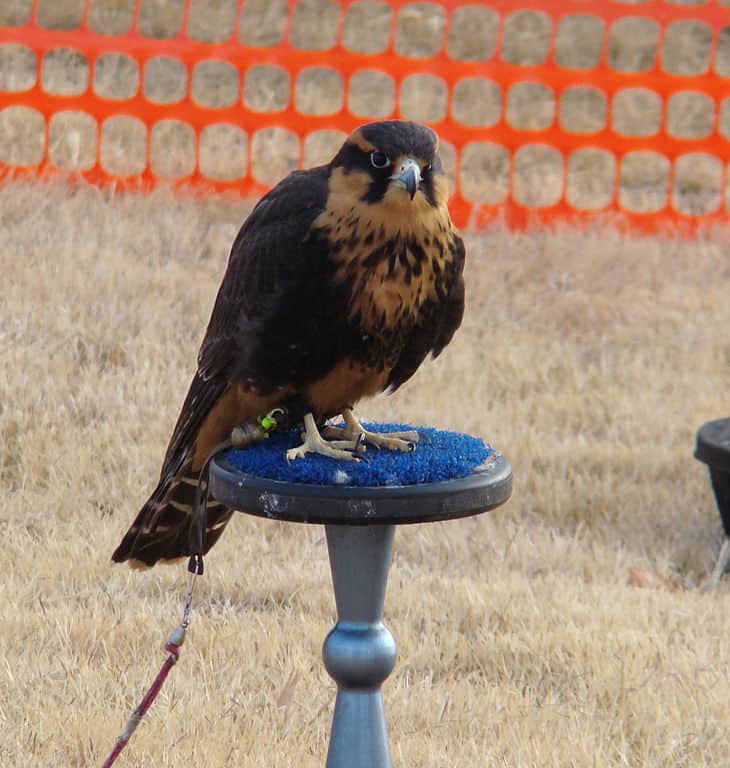 Aplomado Falcon