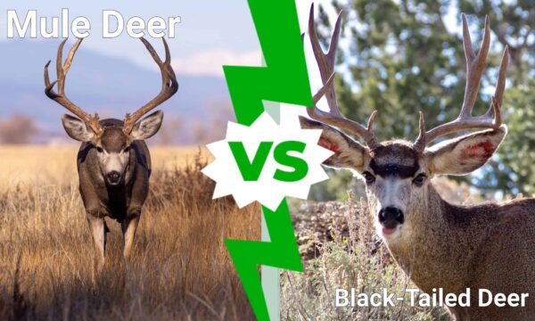 Mule Deer vs Black-tailed Deer: What Are the Differences? - A-Z Animals