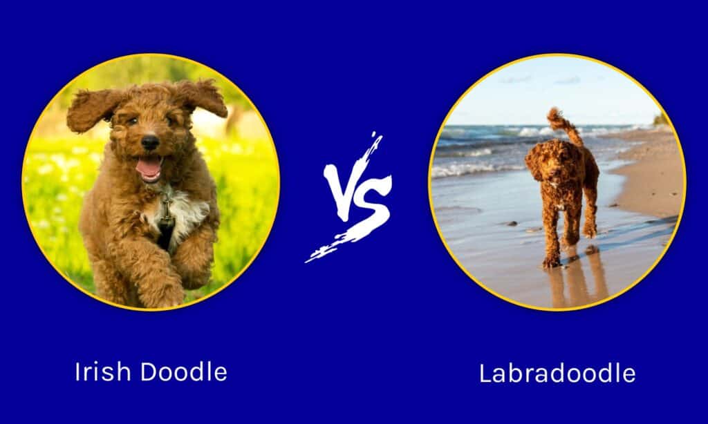Irish Doodle vs Labradoodle