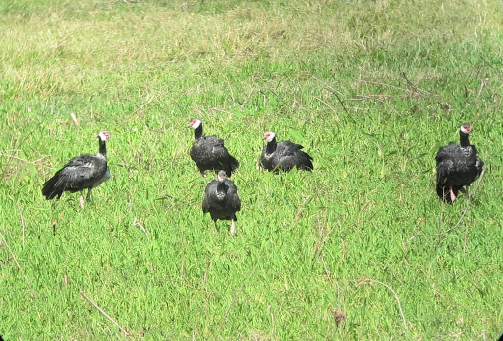 A flock of northern screamers in a meadow
