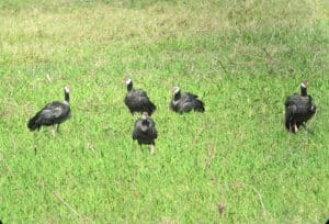 A flock of northern screamers in a meadow