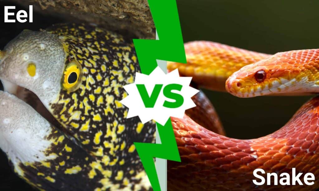 Eel vs Snake