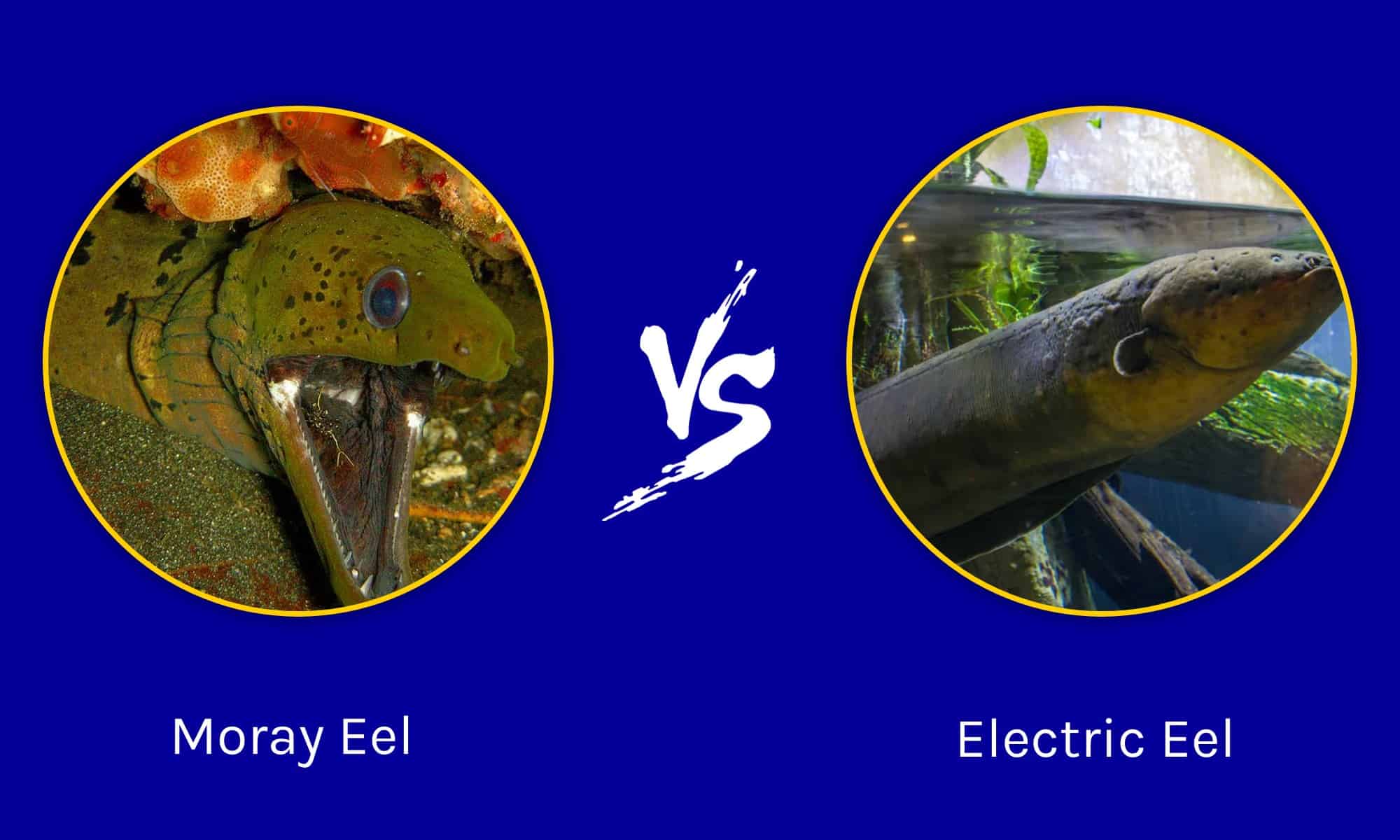 Electric Eel vs Moray Eel AZ Animals