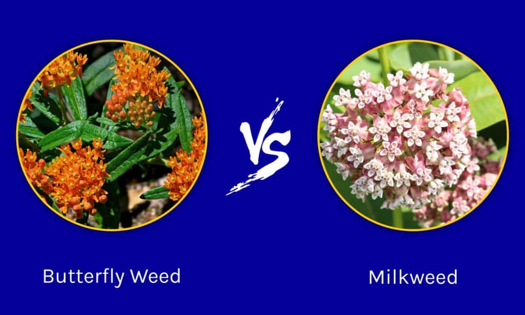 Butterfly Weed vs Milkweed