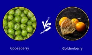 Gooseberry vs. Goldenberry: Is There a Difference? Picture