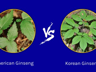 A American Ginseng vs. Panax Ginseng