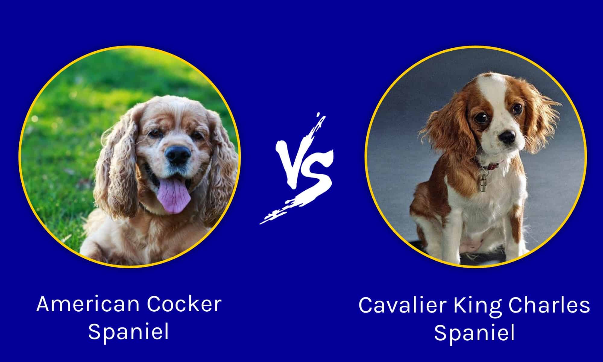 American Cocker vs Cavalier King Spaniel: What's the Difference? - AZ Animals