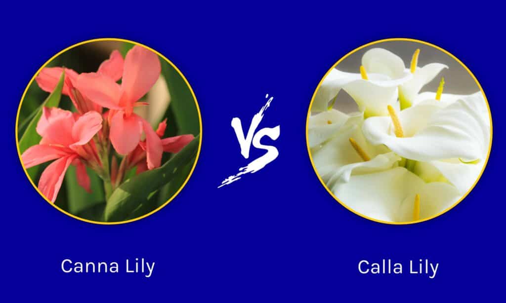 Canna Lily vs  Calla Lily