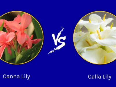 A Canna Lily vs Calla Lily: What Are The Differences?