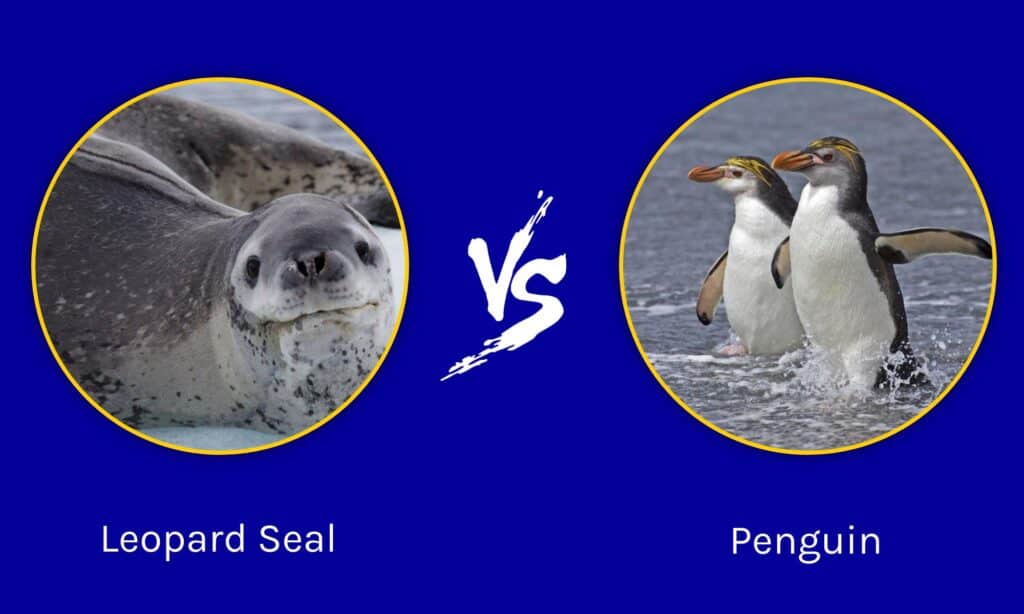 Leopard Seal vs Penguin