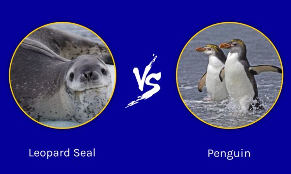 Leopard Seal vs Penguin: What's the Difference? - A-Z Animals