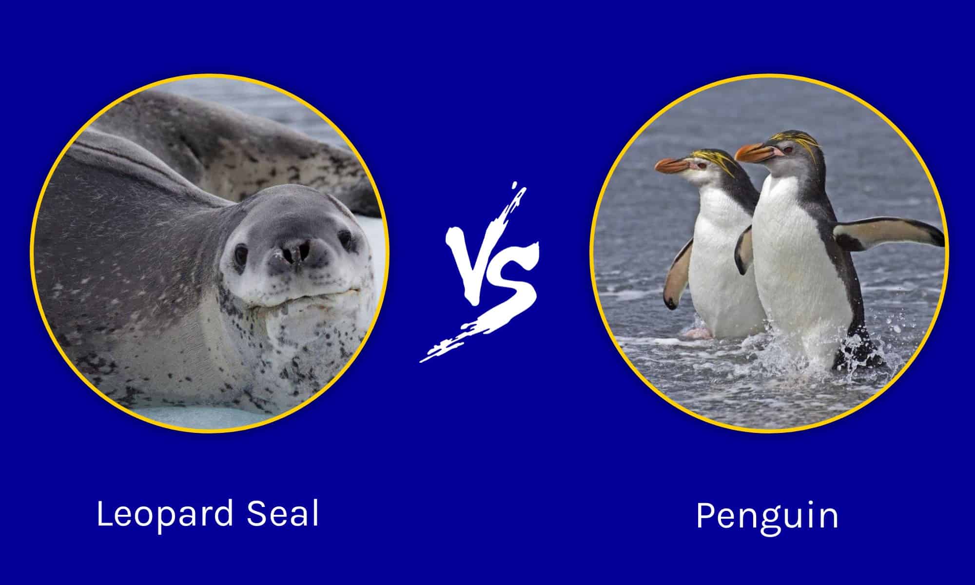 Leopard seal vs orca