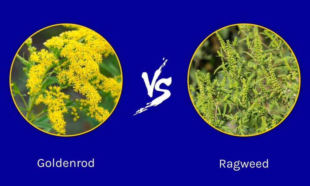 Goldenrod vs Ragweed