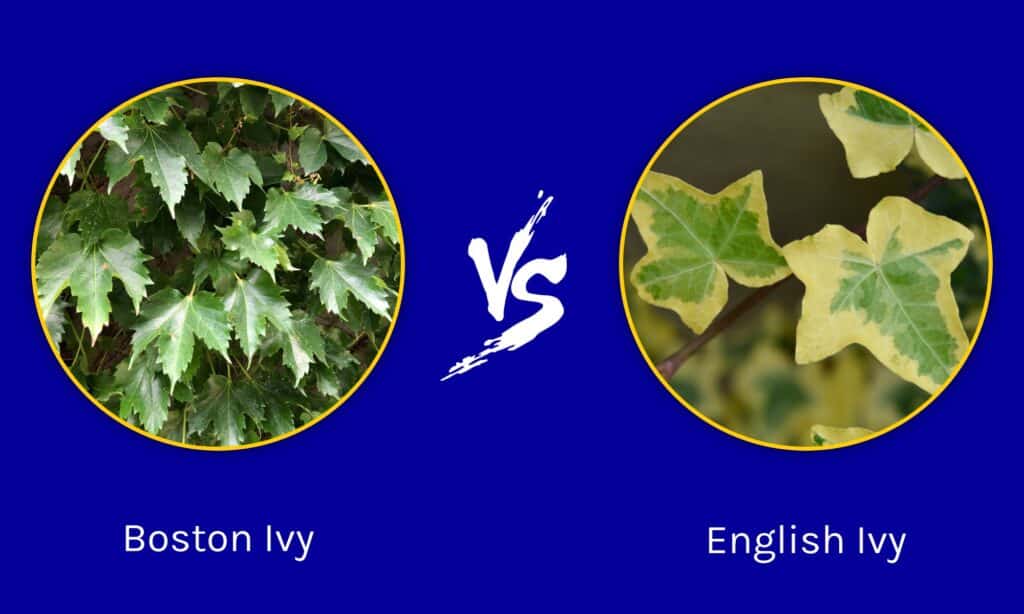 Boston Ivy vs English Ivy