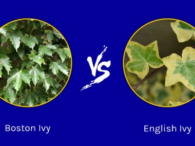 A Boston Ivy vs English Ivy: What Are The Differences?