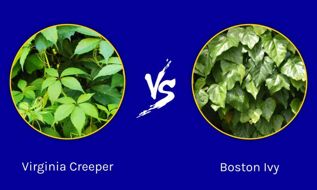 Virginia Creeper vs Boston Ivy