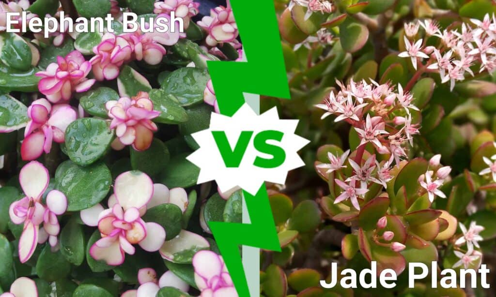 Elephant Bush vs Jade Plant