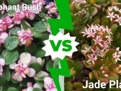 A Elephant Bush vs Jade Plant: What Are The Differences?