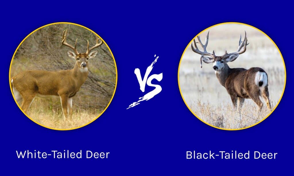 White-Tailed Deer vs Black-Tailed Deer