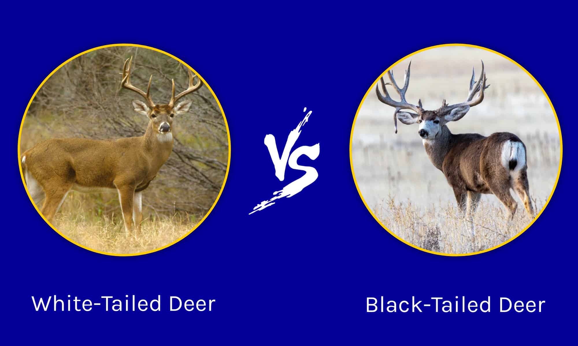 White-Tailed Deer vs Black-Tailed Deer: What Are the Differences? - A-Z ...