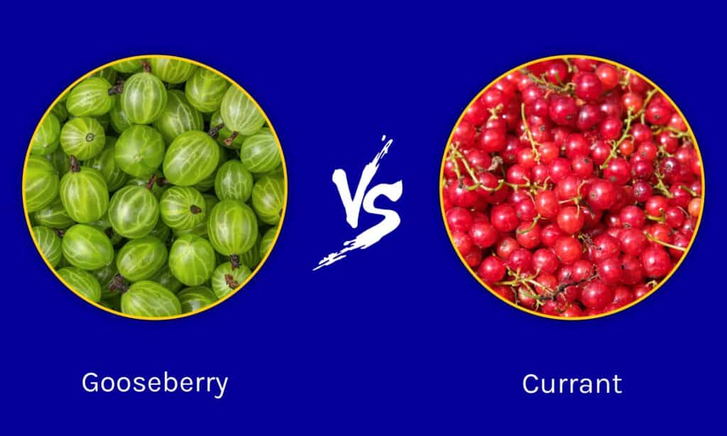 Gooseberry vs Currant