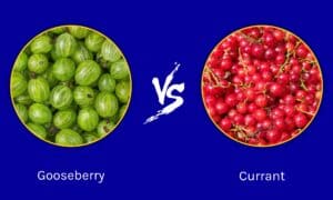 Gooseberry vs. Currant: What Is the Difference? Picture