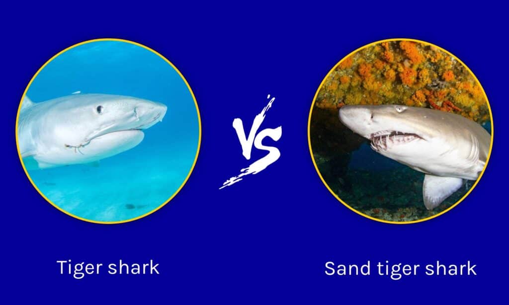 Tiger shark vs Sand tiger shark