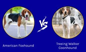 American Foxhound vs Treeing Walker Coonhound: What’s the Difference? Picture