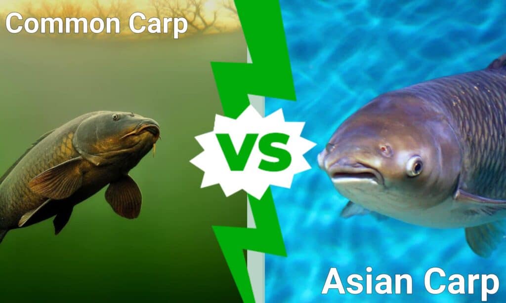 Common Carp vs Asian Carp