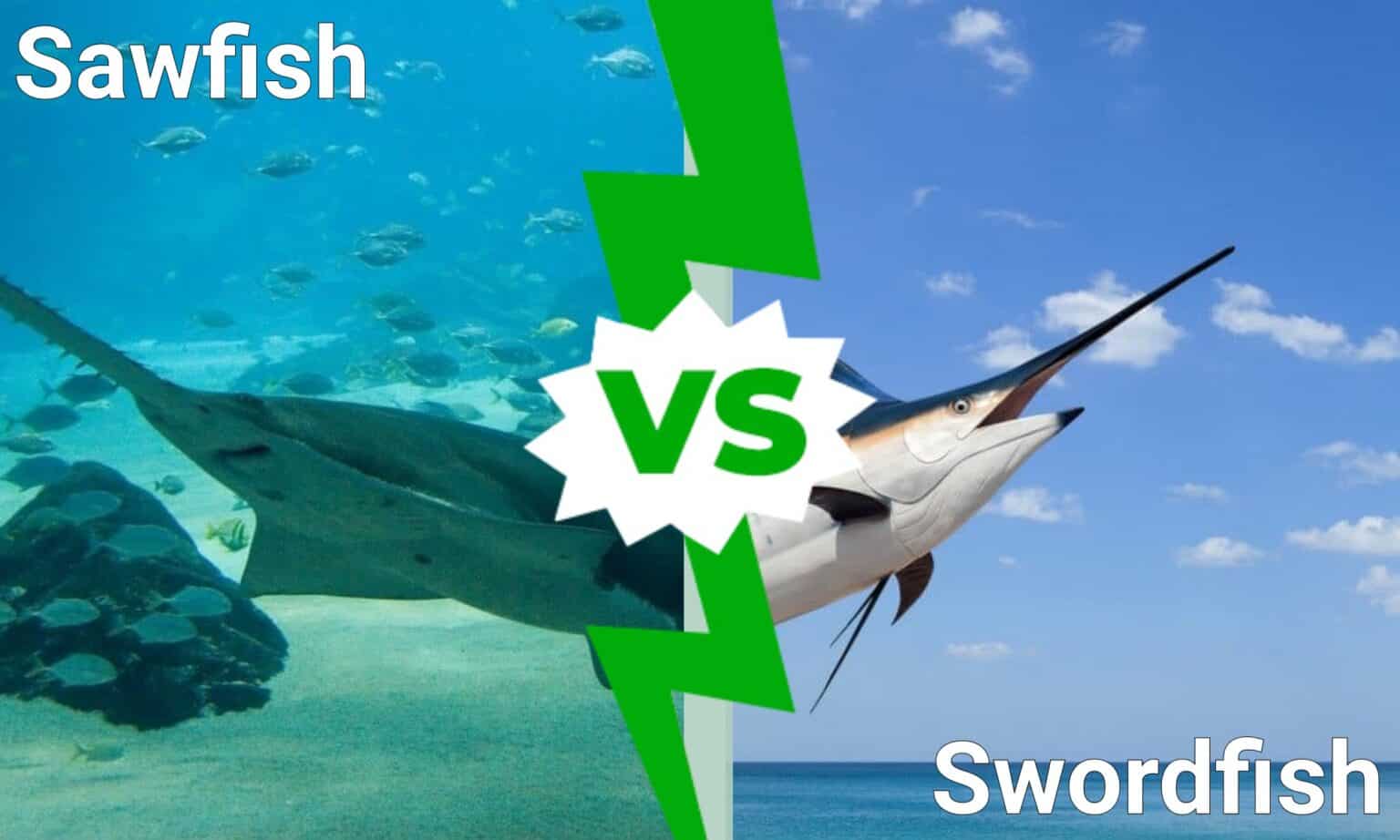 Sawfish vs. Swordfish: 7 Key Differences Between These Fish - A-Z Animals