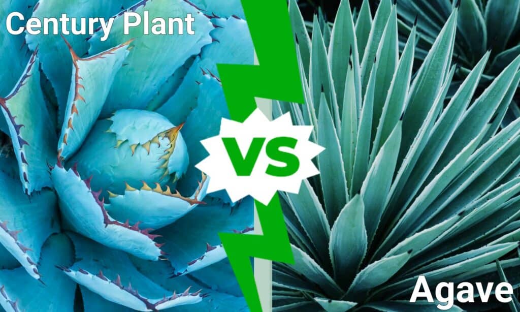 Century Plant vs Agave