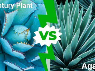 A Century Plant vs Agave: Is There a Difference?