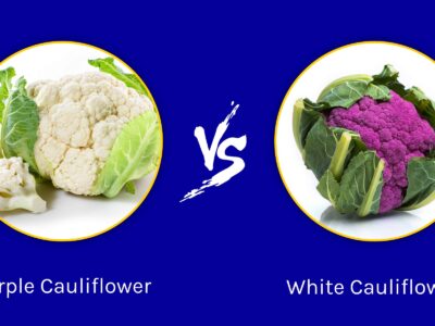 A Purple Cauliflower vs White Cauliflower: How Different Are They?