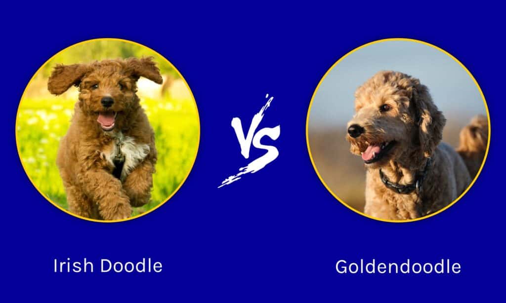 Irish Doodle vs Goldendoodle