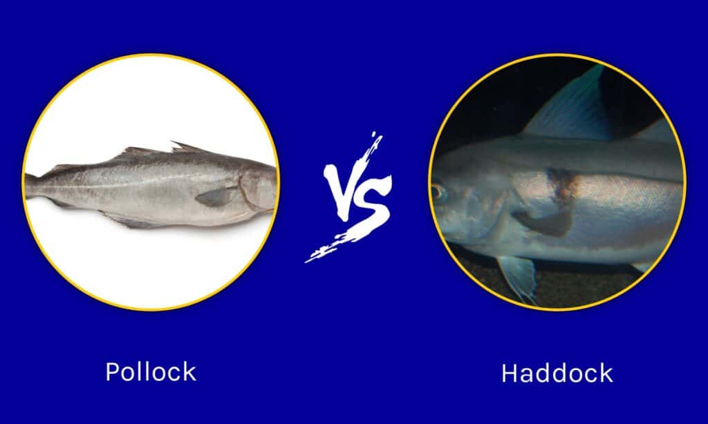 Pollock vs Haddock