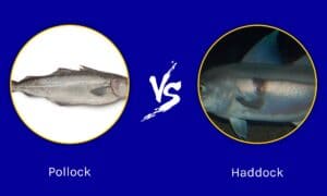 Pollock vs Haddock: What Are The Differences? Picture