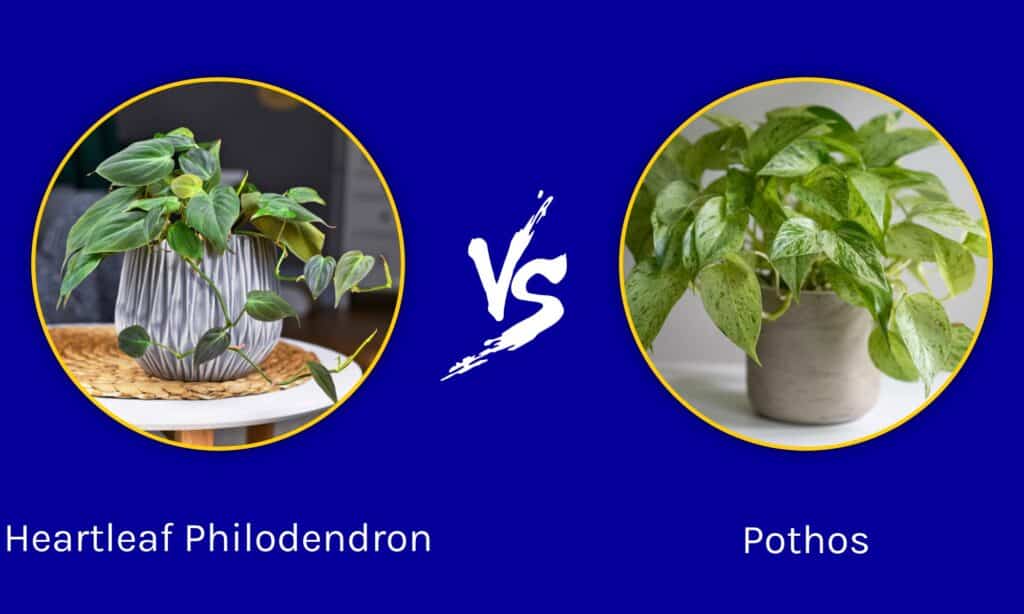 Heartleaf Philodendron vs Pothos