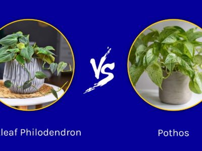 A Heartleaf Philodendron vs. Pothos: What is the Difference?