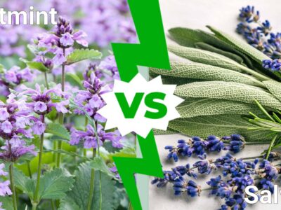A Catmint vs Salvia: What Are Their Differences?