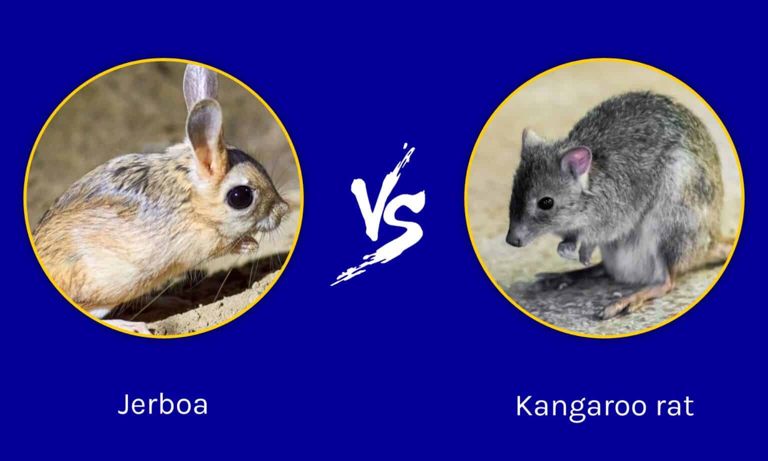 jerboa-vs-kangaroo-rat-what-are-their-differences-a-z-animals