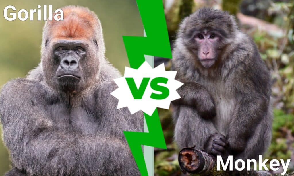 Gorilla vs Monkey