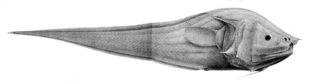 Bony Eared Assfish