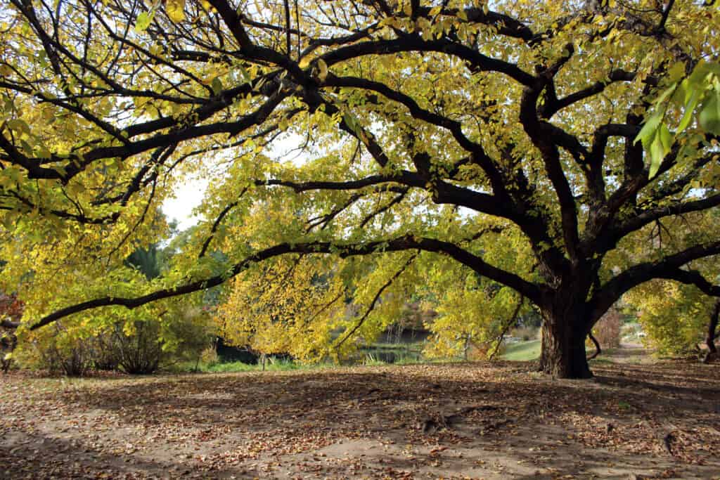 American elm tree