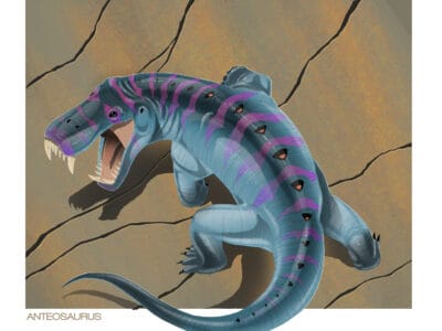 A Anteosaurus magnificus