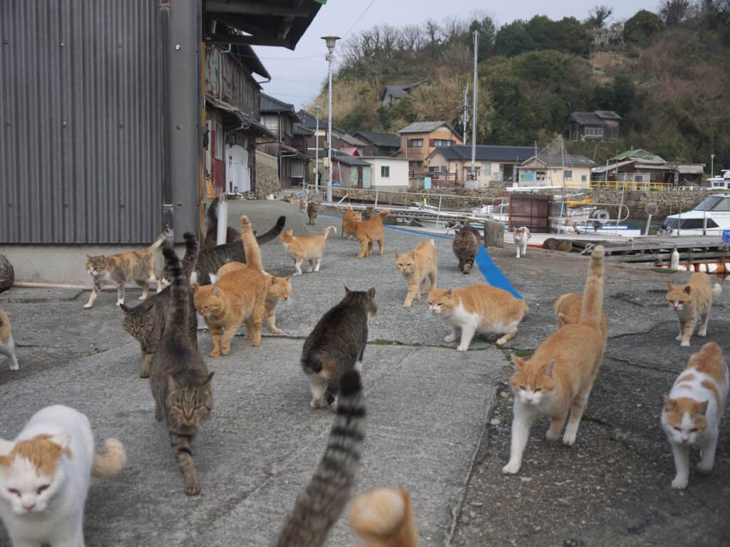 A large group of cats on Aoshima Island in Japan