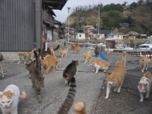 Discover The Japanese “Cat Islands” Where Cats Outnumber Humans 8:1 Picture