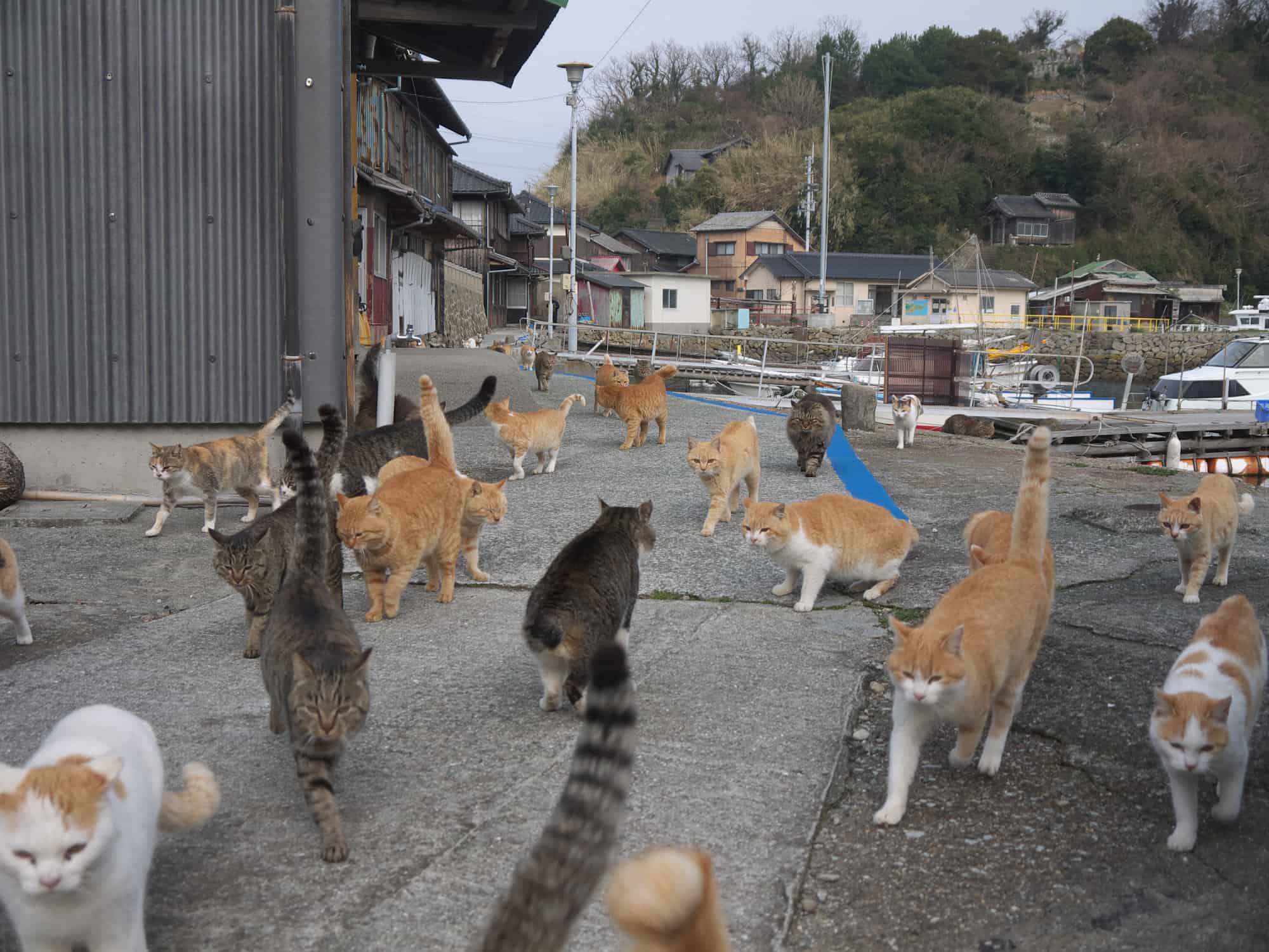 japan cat island