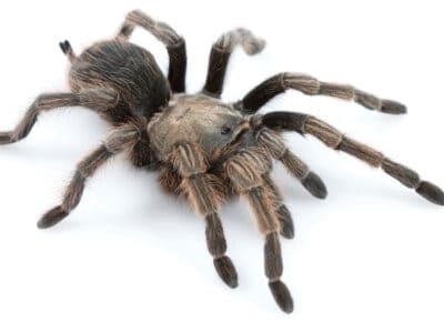 A The 5 Biggest Spiders in California