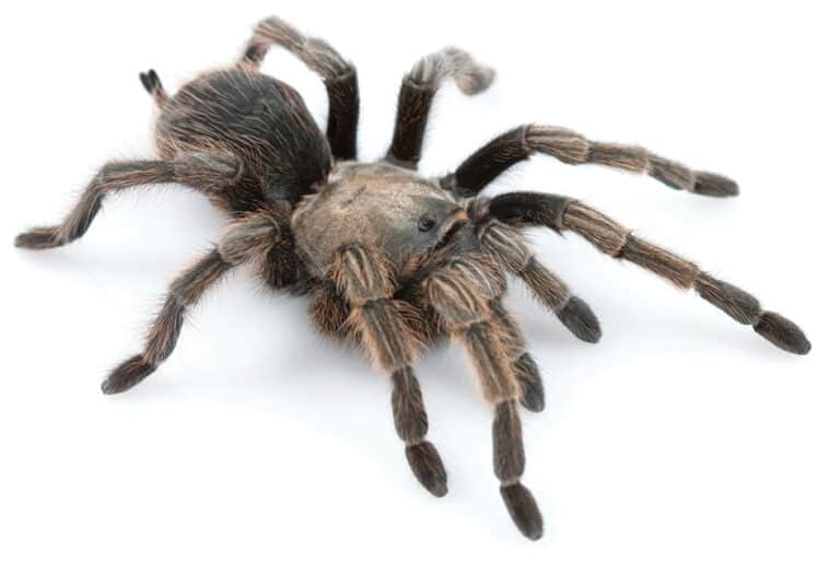 The 5 Biggest Spiders In California A Z Animals